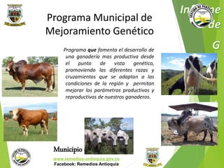 Programa Municipal de 
Mejoramiento Genético 
Programa que fomenta el desarrollo de 
una ganadería mas productiva desde 
el punto de vista genético, 
promoviendo las diferentes razas y 
cruzamientos que se adaptan a las 
condiciones de la región y permitan 
mejorar los parámetros productivos y 
reproductivos de nuestros ganaderos. 
Municipio de Remedios 
www.remedios-antioquia.gov.co 
Facebook: Remedios Antioquia 
 