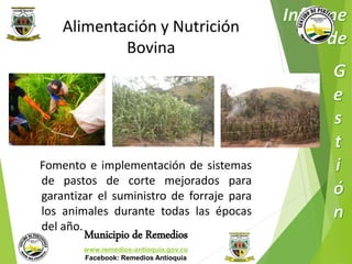 Alimentación y Nutrición 
Bovina 
Fomento e implementación de sistemas 
de pastos de corte mejorados para 
garantizar el suministro de forraje para 
los animales durante todas las épocas 
del año. 
Municipio de Remedios 
www.remedios-antioquia.gov.co 
Facebook: Remedios Antioquia 
 