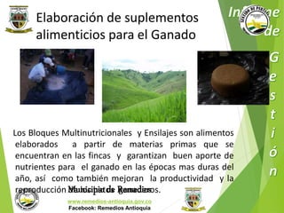 Elaboración de suplementos 
alimenticios para el Ganado 
Los Bloques Multinutricionales y Ensilajes son alimentos 
elaborados a partir de materias primas que se 
encuentran en las fincas y garantizan buen aporte de 
nutrientes para el ganado en las épocas mas duras del 
año, así como también mejoran la productividad y la 
reproducción de los hatos ganaderos. 
Municipio de Remedios 
www.remedios-antioquia.gov.co 
Facebook: Remedios Antioquia 
 