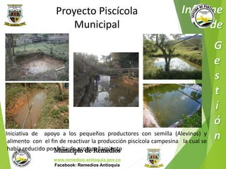 Proyecto Piscícola 
Municipal 
Iniciativa de apoyo a los pequeños productores con semilla (Alevinos) y 
alimento con el fin de reactivar la producción piscícola campesina la cual se 
había reducido por falta de acompañamiento 
Municipio de Remedios 
www.remedios-antioquia.gov.co 
Facebook: Remedios Antioquia 
 