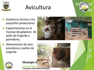 Avicultura 
 Asistencia técnica a los 
pequeños productores 
 Capacitaciones en el 
manejo de galpones de 
pollo de Engorde y 
ponedoras. 
 Alimentación de aves 
ponedoras y pollos de 
engorde 
Municipio de Remedios 
www.remedios-antioquia.gov.co 
Facebook: Remedios Antioquia 
15/12/20 
14 
143 
 