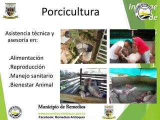 Porcicultura 
Asistencia técnica y 
asesoría en: 
.Alimentación 
.Reproducción 
.Manejo sanitario 
.Bienestar Animal 
Municipio de Remedios 
www.remedios-antioquia.gov.co 
Facebook: Remedios Antioquia 
 