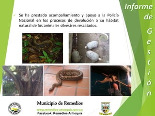 Se ha prestado acompañamiento y apoyo a la Policía 
Nacional en los procesos de devolución a su hábitat 
natural de los animales silvestres rescatados. 
Municipio de Remedios 
www.remedios-antioquia.gov.co 
Facebook: Remedios Antioquia 
 