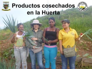 Productos cosechados 
en la Huerta 
Municipio de Remedios 
www.remedios-antioquia.gov.co 
Facebook: Remedios Antioquia 
 