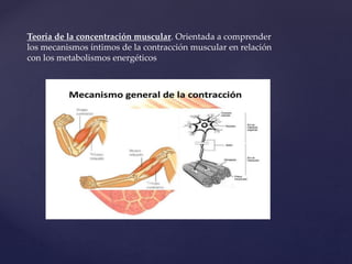 Teoría de la concentración muscular. Orientada a comprender
los mecanismos íntimos de la contracción muscular en relación
con los metabolismos energéticos
 