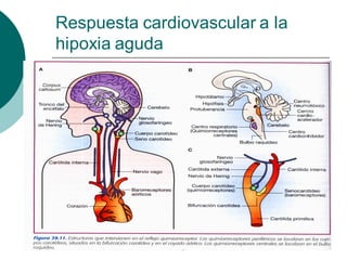 Respuesta cardiovascular a la
hipoxia aguda
 