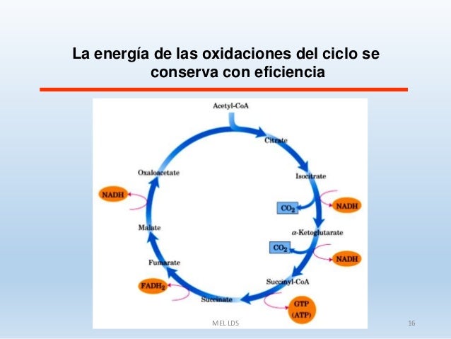 CARBOHIDRATOS 5: Rendimiento energético de la oxidación de la glucosa