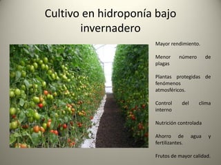 Cultivo en hidroponía bajo
invernadero
Mayor rendimiento.
Menor número de
plagas
Plantas protegidas de
fenómenos
atmosféricos.
Control del clima
interno
Nutrición controlada
Ahorro de agua y
fertilizantes.
Frutos de mayor calidad.
 