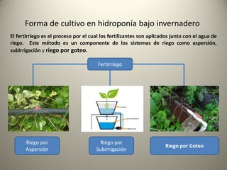 Forma de cultivo en hidroponía bajo invernadero
Fertirriego
Riego por
Aspersión
Riego por
Subirrigación
Riego por Goteo
El fertirriego es el proceso por el cual los fertilizantes son aplicados junto con el agua de
riego. Este método es un componente de los sistemas de riego como aspersión,
subirrigación y riego por goteo.
 