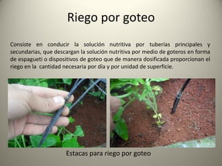 Estacas para riego por goteo
Riego por goteo
Consiste en conducir la solución nutritiva por tuberías principales y
secundarias, que descargan la solución nutritiva por medio de goteros en forma
de espagueti o dispositivos de goteo que de manera dosificada proporcionan el
riego en la cantidad necesaria por día y por unidad de superficie.
 