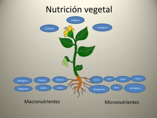 Nutrición vegetal
Cobre
Azufre
Zinc
MolibdenoBoro
Manganeso
Carbono Hidrógeno
Nitrógeno
Calcio
Fósforo
Magnesio
Fierro
Oxígeno
Potasio
Cloro
Macronutrientes Micronutrientes
 