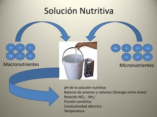 Solución Nutritiva
N
Macronutrientes Micronutrientes
Mg
KP
S Ca
B Zn Fe
MnClCu
Mo
pH de la solución nutritiva
Balance de aniones y cationes (Sinergia entre iones)
Relación NO3
- : NH4
+
Presión osmótica
Conductividad eléctrica
Temperatura
 
