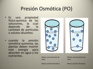 Presión Osmótica (PO)
• Es una propiedad
físico-química de las
soluciones, la cual
depende de la
cantidad de partículas
o solutos disueltos.
• cuando la presión
osmótica aumenta, las
plantas deben invertir
más energía para
absorber en agua y los
nutrientes. Mayor concentración de
sales
Mayor presión Osmótica
Menor concentración de
sales
Menor presión Osmótica
N
K
P
N
K
P
N
K
P
N K
P
N
K
P
N
K
P
 