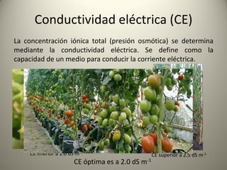 Conductividad eléctrica (CE)
La concentración iónica total (presión osmótica) se determina
mediante la conductividad eléctrica. Se define como la
capacidad de un medio para conducir la corriente eléctrica.
CE Inferior a 2.0 dS m-1
CE superior a 2.5 dS m-1
CE óptima es a 2.0 dS m-1
 