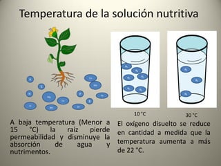 Temperatura de la solución nutritiva
A baja temperatura (Menor a
15 °C) la raíz pierde
permeabilidad y disminuye la
absorción de agua y
nutrimentos.
El oxígeno disuelto se reduce
en cantidad a medida que la
temperatura aumenta a más
de 22 °C.
N
Mg
K
P
S
Ca B
Zn
Fe
Mn
Cl
Cu
Mo
10 °C 30 °C
O2
O2
O2
O2
O2 O2
O2
O2
O2
 