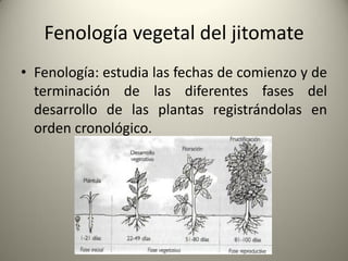 Fenología vegetal del jitomate
• Fenología: estudia las fechas de comienzo y de
terminación de las diferentes fases del
desarrollo de las plantas registrándolas en
orden cronológico.
 