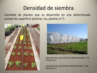 Densidad de siembra
Jitomate de crecimiento indeterminado: 1-9
Plantas.m-2
Jitomate de crecimiento determinado: 2-66
Plantas.m-2
Cantidad de plantas que se desarrolla en una determinada
unidad de superficie (plantas. ha, plantas m-2).
 