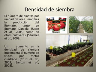 El número de plantas por
unidad de área modifica
la producción del
jitomate, tanto en
jitomate ‘Daniela’ (Ucan
et al., 2005) como en
otros cultivares (Sánchez
et al., 2009.
Un aumento en la
densidad de siembra
incrementa el número de
frutos por metro
cuadrado (Cruz et al.,
2003; Santos et al.,
2003).
Densidad de siembra
 