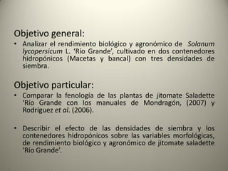 Objetivo general:
• Analizar el rendimiento biológico y agronómico de Solanum
lycopersicum L. ‘Río Grande’, cultivado en dos contenedores
hidropónicos (Macetas y bancal) con tres densidades de
siembra.
Objetivo particular:
• Comparar la fenología de las plantas de jitomate Saladette
‘Río Grande con los manuales de Mondragón, (2007) y
Rodríguez et al. (2006).
• Describir el efecto de las densidades de siembra y los
contenedores hidropónicos sobre las variables morfológicas,
de rendimiento biológico y agronómico de jitomate saladette
‘Río Grande’.
 