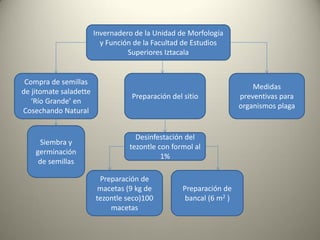 Invernadero de la Unidad de Morfología
y Función de la Facultad de Estudios
Superiores Iztacala
Siembra y
germinación
de semillas
Compra de semillas
de jitomate saladette
‘Río Grande’ en
Cosechando Natural
Preparación del sitio
Desinfestación del
tezontle con formol al
1%
Preparación de
bancal (6 m2 )
Preparación de
macetas (9 kg de
tezontle seco)100
macetas
Medidas
preventivas para
organismos plaga
 