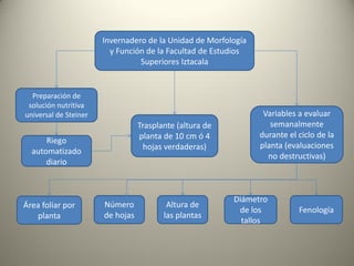 Invernadero de la Unidad de Morfología
y Función de la Facultad de Estudios
Superiores Iztacala
Preparación de
solución nutritiva
universal de Steiner
Trasplante (altura de
planta de 10 cm ó 4
hojas verdaderas)
Riego
automatizado
diario
Número
de hojas
Área foliar por
planta
Variables a evaluar
semanalmente
durante el ciclo de la
planta (evaluaciones
no destructivas)
Altura de
las plantas
Diámetro
de los
tallos
Fenología
 
