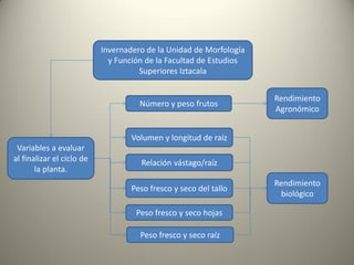 Invernadero de la Unidad de Morfología
y Función de la Facultad de Estudios
Superiores Iztacala
Variables a evaluar
al finalizar el ciclo de
la planta.
Número y peso frutos
Peso fresco y seco del tallo
Volumen y longitud de raíz
Peso fresco y seco hojas
Peso fresco y seco raíz
Rendimiento
biológico
Rendimiento
Agronómico
Relación vástago/raíz
 