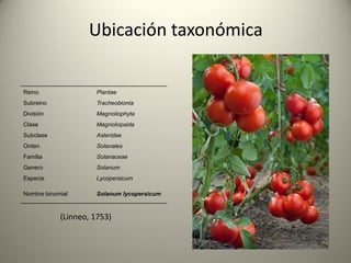 Ubicación taxonómica
Reino Plantae
Subreino Tracheobionta
División Magnoliophyta
Clase Magnoliopsida
Subclase Asteridae
Orden Solanales
Familia Solanaceae
Genero Solanum
Especie Lycopersicum
Nombre binomial Solanum lycopersicum
(Linneo, 1753)
 