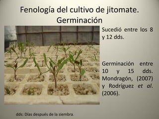Fenología del cultivo de jitomate.
Germinación
Sucedió entre los 8
y 12 dds.
Germinación entre
10 y 15 dds.
Mondragón, (2007)
y Rodríguez et al.
(2006).
dds: Días después de la siembra.
 