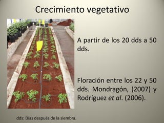 Crecimiento vegetativo
A partir de los 20 dds a 50
dds.
Floración entre los 22 y 50
dds. Mondragón, (2007) y
Rodríguez et al. (2006).
dds: Días después de la siembra.
 
