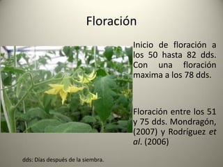 Floración
Inicio de floración a
los 50 hasta 82 dds.
Con una floración
maxima a los 78 dds.
Floración entre los 51
y 75 dds. Mondragón,
(2007) y Rodríguez et
al. (2006)
dds: Días después de la siembra.
 
