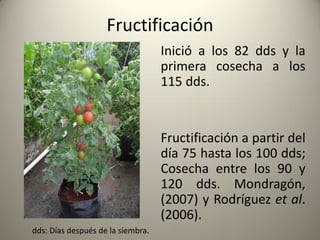 Fructificación
Inició a los 82 dds y la
primera cosecha a los
115 dds.
Fructificación a partir del
día 75 hasta los 100 dds;
Cosecha entre los 90 y
120 dds. Mondragón,
(2007) y Rodríguez et al.
(2006).
dds: Días después de la siembra.
 