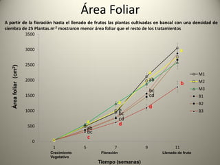 Área Foliar
0
500
1000
1500
2000
2500
3000
3500
1 5 7 9 11
Áreafoliar(cm2)
Crecimiento Floración Llenado de fruto
Vegetativo
Tiempo (semanas)
M1
M2
M3
B1
B2
B3
a
a
ab
bc
c
a
b
bc
cd
d
a
ab
bc
cd
d
a
b
A partir de la floración hasta el llenado de frutos las plantas cultivadas en bancal con una densidad de
siembra de 25 Plantas.m-2 mostraron menor área foliar que el resto de los tratamientos
 