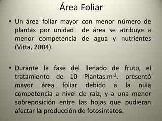 Área Foliar
• Un área foliar mayor con menor número de
plantas por unidad de área se atribuye a
menor competencia de agua y nutrientes
(Vitta, 2004).
• Durante la fase del llenado de fruto, el
tratamiento de 10 Plantas.m-2. presentó
mayor área foliar debido a la nula
competencia a nivel de raíz, y a una menor
sobreposición entre las hojas que pudieran
afectar la producción de fotosintatos.
 