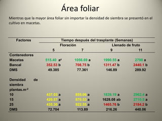 Área foliar
Factores Tiempo después del trasplante (Semanas)
Floración Llenado de fruto
5 7 9 11
Contenedores
Macetas 515.40 az 1056.69 a 1990.55 a 2798 a
Bancal 352.53 b 708.75 b 1311.47 b 2440.1 b
DMS 49.385 77.361 146.89 289.92
Densidad de
siembra
plantas.m-2
10 437.03 a 855.06 a 1839.19 a 2962.4 a
15 429.57 a 870.53 a 1628.08 ab 2710.5 a
25 435.30 a 922.55 a 1465.76 b 2184.2 b
DMS 72.704 113.89 216.26 440.06
Mientras que la mayor área foliar sin importar la densidad de siembra se presentó en el
cultivo en macetas.
 