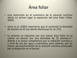 Área foliar
• Una restricción en el suministro de la solución nutritiva
afecta en primer lugar la expansión del área foliar (Vitta,
2004).
• Ucan et al. (2005) reportaron que al aumentar la densidad
de siembra el AF por planta disminuye en un 17%.
• Lo anterior se relaciona con una menor área foliar en el
cultivo en bancal con una densidad de 25 plantas.m-2
debido a la mayor competencia por la radiación lumínica y
a nivel de raíz por agua y nutrientes, pero además, por un
menor aprovechamiento de la solución nutritiva provocado
por la dispersión en el bancal.
 