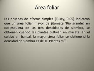 Área foliar
Las pruebas de efectos simples (Tukey, 0.05) indicaron
que un área foliar mayor de jitomate ‘Rio grande’, en
cualesquiera de las tres densidades de siembra, se
obtienen cuando las plantas cultivan en maceta. En el
cultivo en bancal, la mayor área foliar se obtiene si la
densidad de siembra es de 10 Plantas.m-2.
 