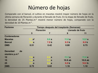 Número de hojas
Factores Tiempo después del trasplante (Semanas)
Floración Llenado de fruto
5 7 9 11
Contenedores
Macetas 7.7 az 8.6 a 11.8 a 12.9 a
Bancal 7.3 a 7.9 b 9.5 b 8.6 b
DMS 0.51 0.42 0.80 0.75
Densidad de
siembra p.m-2
10 7.4 a 8.2 a 11.3 a 11.6 a
15 7.5 a 8.3 a 10.9 ab 10.6 ab
25 7.7 a 8.2 a 9.8 b 10.0 b
DMS 0.75 0.62 1.18 1.10
Comparado con el bancal, el cultivo en macetas mostró mayor número de hojas en la
última semana de floración y durante el llenado de fruto. En la etapa de llenado de fruto,
la densidad de 25 Plantas.m-2 mostró menor número de hojas, comparado con la
densidad de 10 Plantas.m-2 .
 