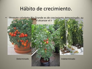 Hábito de crecimiento.
• Jitomate saladette Río Grande es de crecimiento determinado, su
crecimiento se detiene al alcanzar el tercer racimo.
Determinado Indeterminado
 