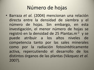 Número de hojas
• Barraza et al. (2004) mencionan una relación
directa entre la densidad de siembra y el
número de hojas. Sin embargo, en esta
investigación, el menor número de hojas se
registró en la densidad de 25 Plantas.m-2 y se
puede atribuir a los altos niveles de
competencia tanto por las sales minerales
como por la radiación fotosintéticamente
activa, repercutiendo el desarrollo de los
distintos órganos de las plantas (Vázquez et al.
2007).
 