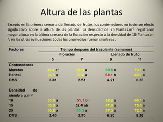 Altura de las plantas
Factores Tiempo después del trasplante (semanas)
Floración Llenado de fruto
5 7 9 11
Contenedores
Macetas 34.4 az 52.9 a 68.6 a 73.7 a
Bancal 33.3 a 53.0 a 63.1 b 68.7 a
DMS 2.31 2.51 4.21 6.35
Densidad de
siembra p.m-2
10 33.1 a 51.3 b 62.2 a 66.1 a
15 33.3 a 52.4 ab 67.9 a 75.3 a
25 35.2 a 55.3 a 67.3 a 72.3 a
DMS 3.40 3.70 6.20 9.36
Excepto en la primera semana del llenado de frutos, los contenedores no tuvieron efecto
significativo sobre la altura de las plantas. La densidad de 25 Plantas.m-2 registraron
mayor altura en la última semana de la floración respecto a la densidad de 10 Plantas.m-
2, en las otras evaluaciones todas los promedios fueron similares .
 