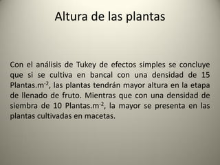 Altura de las plantas
Con el análisis de Tukey de efectos simples se concluye
que si se cultiva en bancal con una densidad de 15
Plantas.m-2, las plantas tendrán mayor altura en la etapa
de llenado de fruto. Mientras que con una densidad de
siembra de 10 Plantas.m-2, la mayor se presenta en las
plantas cultivadas en macetas.
 