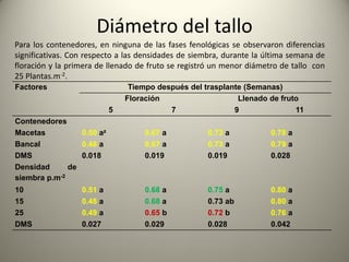 Diámetro del tallo
Factores Tiempo después del trasplante (Semanas)
Floración Llenado de fruto
5 7 9 11
Contenedores
Macetas 0.50 az 0.67 a 0.73 a 0.78 a
Bancal 0.48 a 0.67 a 0.73 a 0.79 a
DMS 0.018 0.019 0.019 0.028
Densidad de
siembra p.m-2
10 0.51 a 0.68 a 0.75 a 0.80 a
15 0.48 a 0.68 a 0.73 ab 0.80 a
25 0.49 a 0.65 b 0.72 b 0.76 a
DMS 0.027 0.029 0.028 0.042
Para los contenedores, en ninguna de las fases fenológicas se observaron diferencias
significativas. Con respecto a las densidades de siembra, durante la última semana de
floración y la primera de llenado de fruto se registró un menor diámetro de tallo con
25 Plantas.m-2.
 