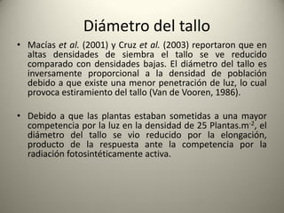 • Macías et al. (2001) y Cruz et al. (2003) reportaron que en
altas densidades de siembra el tallo se ve reducido
comparado con densidades bajas. El diámetro del tallo es
inversamente proporcional a la densidad de población
debido a que existe una menor penetración de luz, lo cual
provoca estiramiento del tallo (Van de Vooren, 1986).
• Debido a que las plantas estaban sometidas a una mayor
competencia por la luz en la densidad de 25 Plantas.m-2, el
diámetro del tallo se vio reducido por la elongación,
producto de la respuesta ante la competencia por la
radiación fotosintéticamente activa.
Diámetro del tallo
 