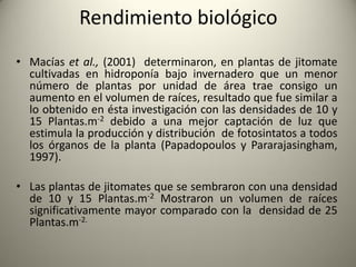 • Macías et al., (2001) determinaron, en plantas de jitomate
cultivadas en hidroponía bajo invernadero que un menor
número de plantas por unidad de área trae consigo un
aumento en el volumen de raíces, resultado que fue similar a
lo obtenido en ésta investigación con las densidades de 10 y
15 Plantas.m-2 debido a una mejor captación de luz que
estimula la producción y distribución de fotosintatos a todos
los órganos de la planta (Papadopoulos y Pararajasingham,
1997).
• Las plantas de jitomates que se sembraron con una densidad
de 10 y 15 Plantas.m-2 Mostraron un volumen de raíces
significativamente mayor comparado con la densidad de 25
Plantas.m-2.
Rendimiento biológico
 