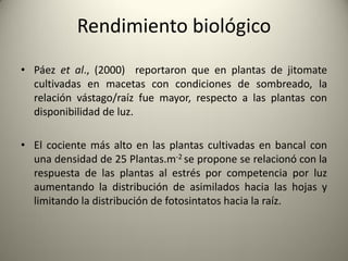 • Páez et al., (2000) reportaron que en plantas de jitomate
cultivadas en macetas con condiciones de sombreado, la
relación vástago/raíz fue mayor, respecto a las plantas con
disponibilidad de luz.
• El cociente más alto en las plantas cultivadas en bancal con
una densidad de 25 Plantas.m-2 se propone se relacionó con la
respuesta de las plantas al estrés por competencia por luz
aumentando la distribución de asimilados hacia las hojas y
limitando la distribución de fotosintatos hacia la raíz.
Rendimiento biológico
 