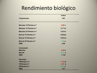 Rendimiento biológico
Indice
Tratamientos V/R
Macetas 10 Plantas.m-2 2.69 c
Macetas 15 Plantas.m-2 3.17 bc
Macetas 25 Plantas.m-2 4.52 bc
Bancal 10 Plantas.m-2 4.82abc
Bancal 15 Plantas.m-2 5.90 ab
Bancal 25 Plantas.m-2 7.72 a
DMS 2.89
Contenedor
Macetas 3.46 b
Bancal 6.15 a
DMS 1.135
Densidad
10Plantas.m-2 1.135 b
15Plantas.m-2 3.76 b
25Plantas.m-2 4.54 a
DMS 1.67
 