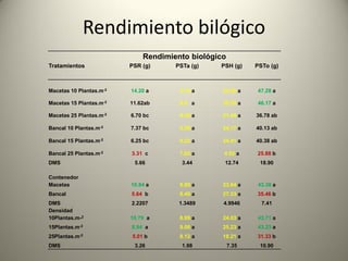 Rendimiento bilógico
Rendimiento biológico
Tratamientos PSR (g) PSTa (g) PSH (g) PSTo (g)
Macetas 10 Plantas.m-2 14.20 a 9.19 a 23.89 a 47.28 a
Macetas 15 Plantas.m-2 11.62ab 8.9 a 25.55 a 46.17 a
Macetas 25 Plantas.m-2 6.70 bc 8.59 a 21.49 a 36.78 ab
Bancal 10 Plantas.m-2 7.37 bc 5.59 a 24.17 a 40.13 ab
Bancal 15 Plantas.m-2 6.25 bc 9.22 a 24.91 a 40.38 ab
Bancal 25 Plantas.m-2 3.31 c 7.65 a 4.92 a 25.88 b
DMS 5.66 3.44 12.74 18.90
Contenedor
Macetas 10.84 a 8.89 a 23.64 a 43.38 a
Bancal 5.64 b 8.49 a 27.33 a 35.46 b
DMS 2.2207 1.3489 4.9946 7.41
Densidad
10Plantas.m-2 10.79 a 8.89 a 24.03 a 43.71 a
15Plantas.m-2 8.94 a 9.06 a 25.23 a 43.23 a
25Plantas.m-2 5.01 b 8.12 a 18.21 a 31.33 b
DMS 3.26 1.98 7.35 10.90
 