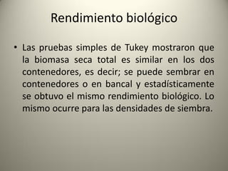 Rendimiento biológico
• Las pruebas simples de Tukey mostraron que
la biomasa seca total es similar en los dos
contenedores, es decir; se puede sembrar en
contenedores o en bancal y estadísticamente
se obtuvo el mismo rendimiento biológico. Lo
mismo ocurre para las densidades de siembra.
 