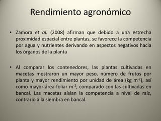 Rendimiento agronómico
• Zamora et al. (2008) afirman que debido a una estrecha
proximidad espacial entre plantas, se favorece la competencia
por agua y nutrientes derivando en aspectos negativos hacia
los órganos de la planta
• Al comparar los contenedores, las plantas cultivadas en
macetas mostraron un mayor peso, número de frutos por
planta y mayor rendimiento por unidad de área (kg m-2), así
como mayor área foliar m-2, comparado con las cultivadas en
bancal. Las macetas aíslan la competencia a nivel de raíz,
contrario a la siembra en bancal.
 