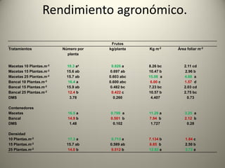Rendimiento agronómico.
Frutos
Tratamientos Número por
planta
kg/planta Kg m-2 Área foliar m-2
Macetas 10 Plantas.m-2 18.3 az 0.826 a 8.26 bc 2.11 cd
Macetas 15 Plantas.m-2 15.6 ab 0.697 ab 10.47 b 2.96 b
Macetas 25 Plantas.m-2 15.7 ab 0.603 abc 15.08 a 4.68 a
Bancal 10 Plantas.m-2 16.4 a 0.600 abc 6.00 c 1.57 d
Bancal 15 Plantas.m-2 15.9 ab 0.482 bc 7.23 bc 2.03 cd
Bancal 25 Plantas.m-2 12.4 b 0.422 c 10.57 b 2.75 bc
DMS 3.78 0.260 4.407 0.73
Contenedores
Macetas 16.5 a 0.709 a 11.28 a 3.25 a
Bancal 14.9 b 0.501 b 7.94 b 2.12 b
DMS 1.48 0.102 1.727 0.28
Densidad
10 Plantas.m-2 17.3 a 0.713 a 7.134 b 1.84 c
15 Plantas.m-2 15.7 ab 0.589 ab 8.85 b 2.50 b
25 Plantas.m-2 14.0 b 0.512 b 12.82 a 3.72 a
 